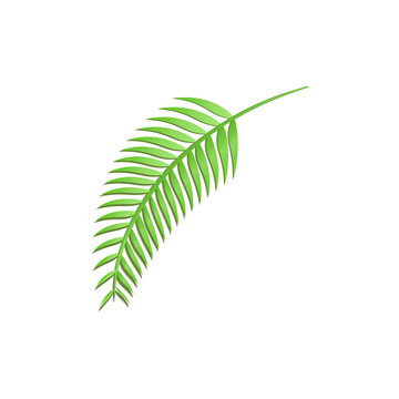 Tropical coconut palm leaf in trandy paper cut style. Craft summer jungle plant isolated on white background for package design, T-shirt printing. Vector card illustration in papercutting art style.