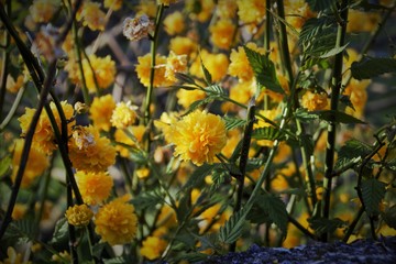Fototapeta premium Flores