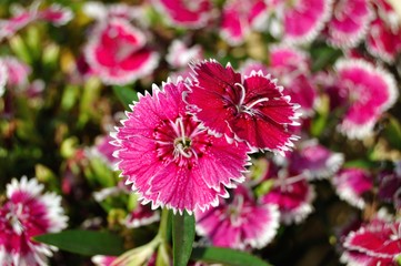 Flores de verbena en jardín