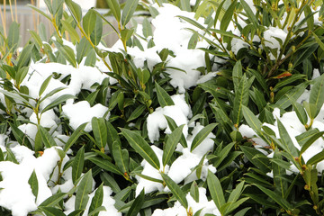 Kirschlorbeer mit Schnee bedeckt, Prunus laurocerasus