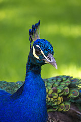 Peacock in Sevilla
