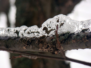 Winter twigs covered with ice