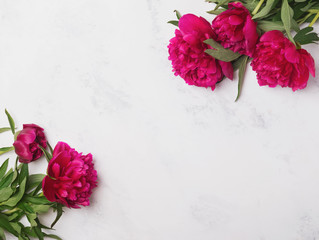 Beautiful pink peonies on the marble background