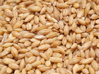  Wheat grains