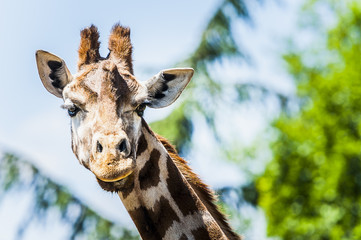 Portrait d'une girafe