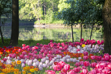 Colored flowering tulips in spring park. Beautiful nature landscape.