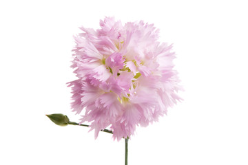 pink carnation isolated