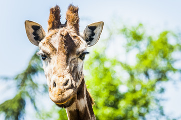 Obraz premium Portrait d'une girafe