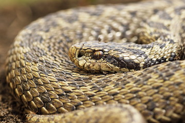 close up of female orsinii viper