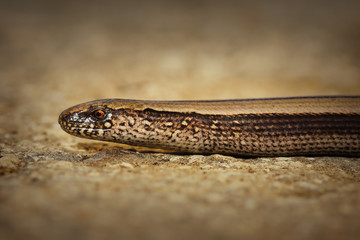 closeup of juvenile slow worm