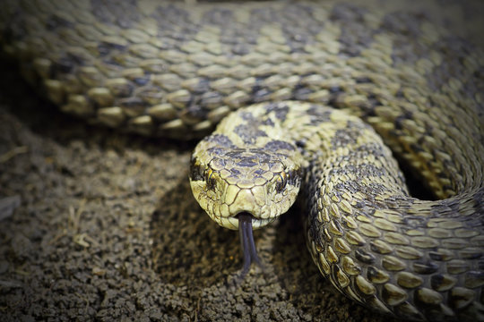 closeup of female meadow viper ready to attack