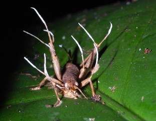 Zombie insect infested by pathogenising fungus-Ophiocordyceps unilateralis-Zombiepilz- turns grasshopper into a zombie in Manu National Park, Peru