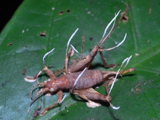Zombie insect infested by pathogenising fungus-Ophiocordyceps unilateralis-Zombiepilz- turns grasshopper into a zombie in Manu National Park, Peru