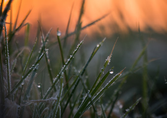 Morgentau auf dem Feld