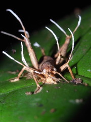 Zombie insect infested by pathogenising fungus-Ophiocordyceps unilateralis-Zombiepilz- turns grasshopper into a zombie in Manu National Park, Peru