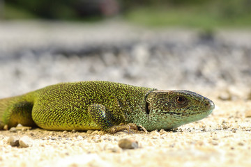 Naklejka na ściany i meble green lizard basking on the ground