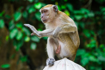 Monkeys, Kuala Lumpur, Malaysia