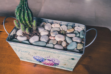 cactus en tiesto de chapa con piedras