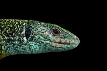 Green lizard isolated portrait