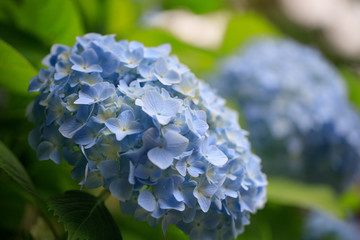紫陽花