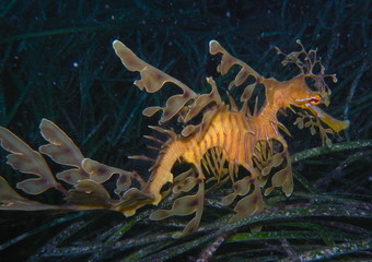 Leafy Sea Dragon-Phycodurus eques, Großer Fetzenfisch, Leafy Seadragon, Glauert's Sea-dragon in Rapid Bay, South Australia