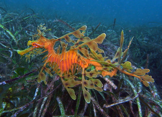 Leafy Sea Dragon-Phycodurus eques, Großer Fetzenfisch, Leafy Seadragon, Glauert's Sea-dragon in...