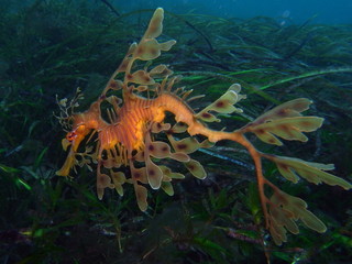 Leafy Sea Dragon-Phycodurus eques, Großer Fetzenfisch, Leafy Seadragon, Glauert's Sea-dragon in...