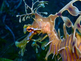 Leafy Sea Dragon-Phycodurus eques, Großer Fetzenfisch, Leafy Seadragon, Glauert's Sea-dragon in Rapid Bay, South Australia