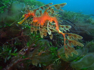 Leafy Sea Dragon-Phycodurus eques, Großer Fetzenfisch, Leafy Seadragon, Glauert's Sea-dragon in...