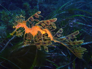 Leafy Sea Dragon-Phycodurus eques, Gro&szlig;er Fetzenfisch, Leafy Seadragon, Glauert's Sea-dragon in Rapid Bay, South Australia