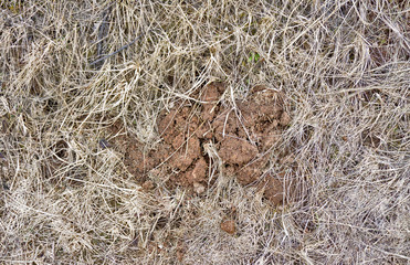 Dry grass and pit in the spring season