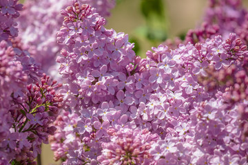 Lilac flowers on a tree in the park