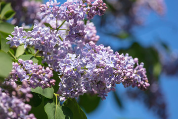 Obraz premium Lilac flowers on a tree in the park