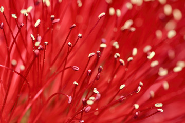 callistemon viminalis, famiglia mirto © Gianluca