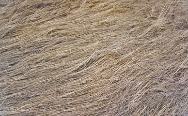 Texture of dry grass, background of dry grass, wallpaper with texture of dry grass