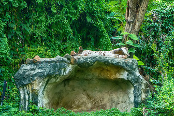 White tiger sleeping on the big rocks in a big forest.
