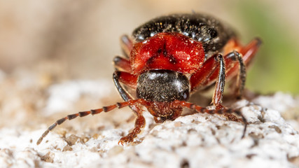 Red beetle on the ground in nature