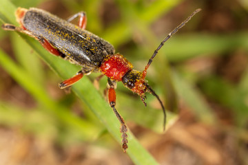Fototapeta premium Beetle on a green leaf in nature