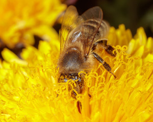 Bee on a yellow dandelion flower