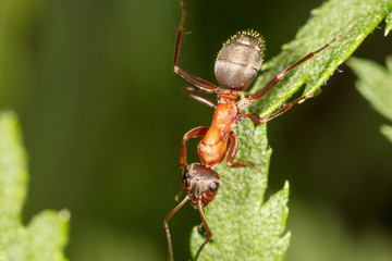 The ant is on the green leaf