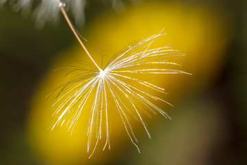 Fluffy dandelion on nature as background