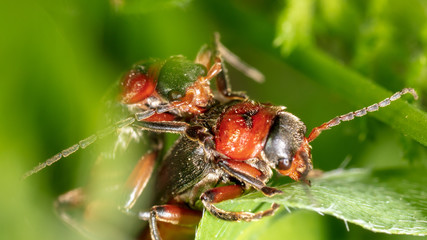 Two beetles make love in nature