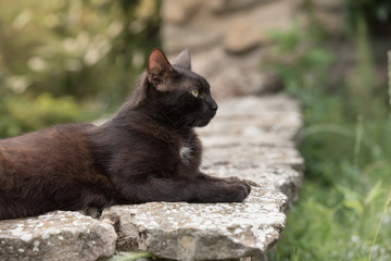Domestic black cat is laying on the stone wall	