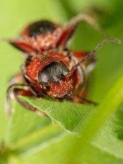 Portrait of a beetle in nature