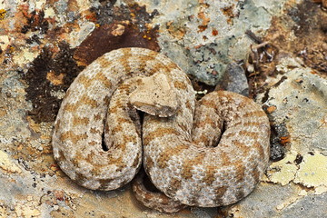 Milos viper, the rarest snake in Europe