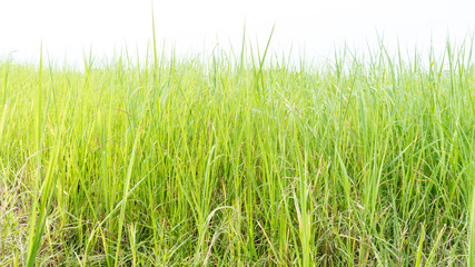 Asia green rice farm landscape background