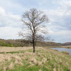 Beautiful tree on the river Bank. Nature