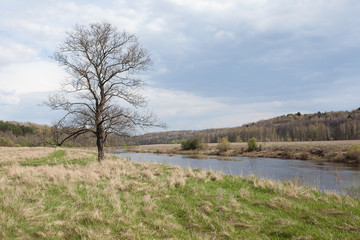 Fototapeta na wymiar Beautiful tree on the river Bank. Nature