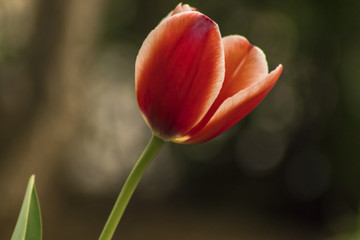 Closeup tulip flower