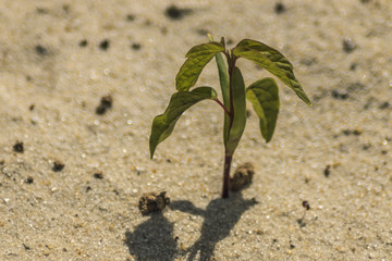 Flower in sand